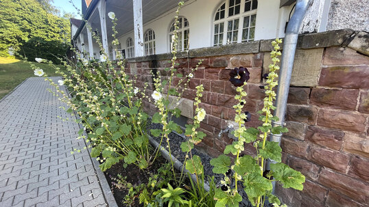 Staudenfeld an der Kapelle