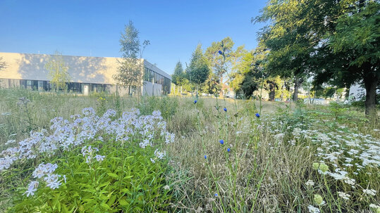 Garten beim Finanzdezernat