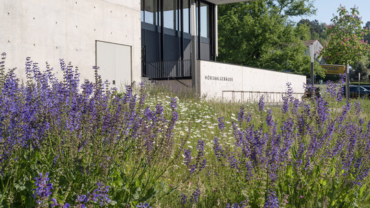 Campus im Gr&uuml;nen - Detailaufnahme der G&auml;rten