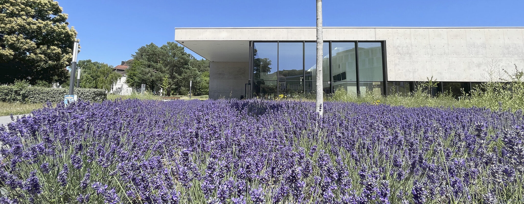 Lavendelfeld vor den neuen H&ouml;rsaalgeb&auml;ude