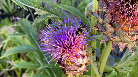 Staudenfeld an der Kapelle