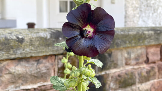 Staudenfeld an der Kapelle