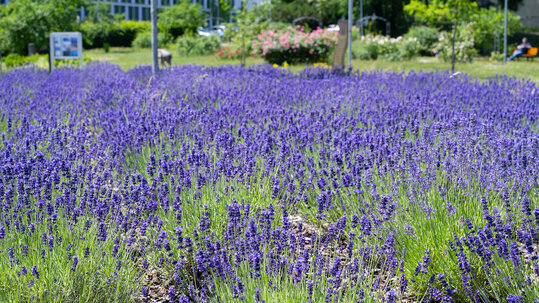 Campus im Gr&uuml;nen - Detailaufnahme der G&auml;rten