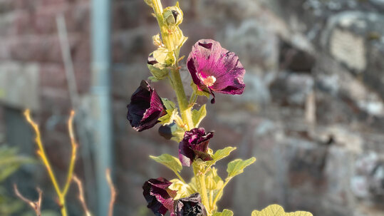 Staudenfeld an der Kapelle