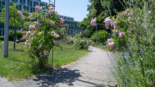 Campus im Gr&uuml;nen - Detailaufnahme der G&auml;rten