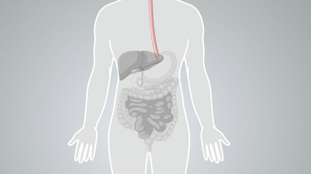 Organabbildung Speiser&ouml;hre