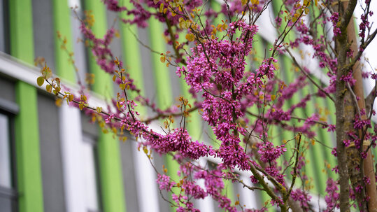 Campus im Gr&uuml;nen - Detailaufnahme der G&auml;rten