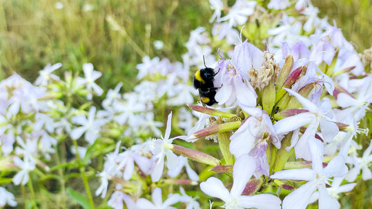 Garten beim Finanzdezernat