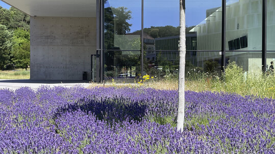 Lavendel vor dem H&ouml;rsaalgeb&auml;ude