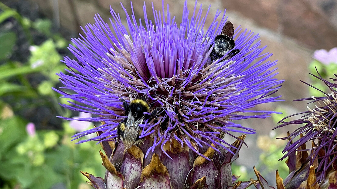 Staudenfeld an der Kapelle