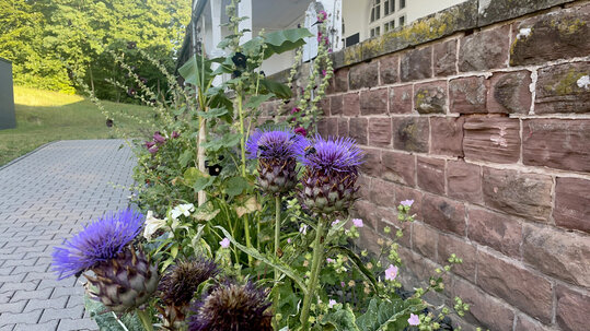 Staudenfeld an der Kapelle